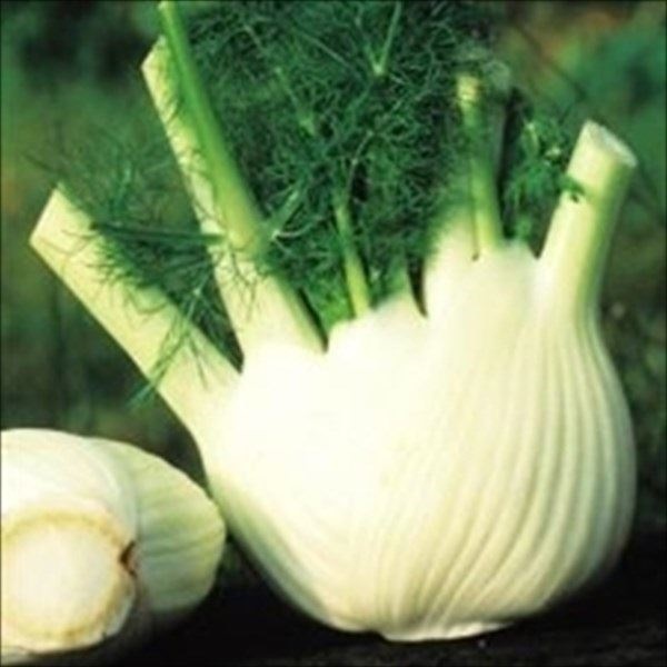 種 野菜たね ハーブ フェンネル 1袋（1ml）