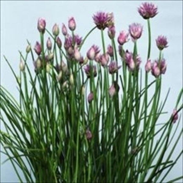 種 野菜たね ハーブ チャイブ 1袋（0.2ml）