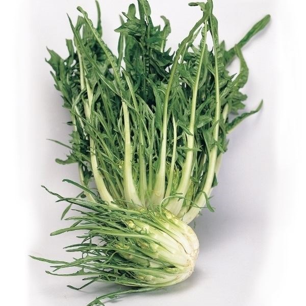種 野菜たね ヨーロッパ野菜 ラディッキオ プンタレッラ 1袋（3ml）