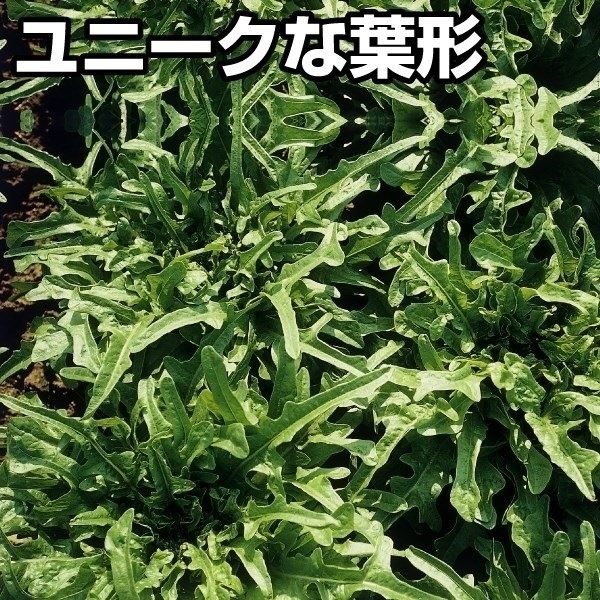 種 野菜たね ヨーロッパ野菜 レタス カタローニャ 1袋（3ml）