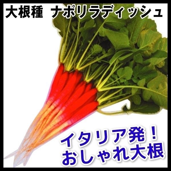 種 野菜たね ヨーロッパ野菜 ダイコン ナポリラディッシュ 1袋（5ml）