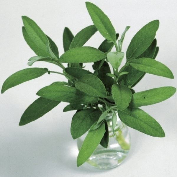 種 野菜たね ハーブ セイジ 1袋（0.5ml）