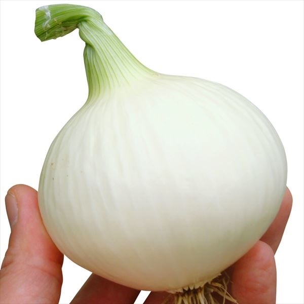 種 野菜たね タマネギ 新春玉葱EX