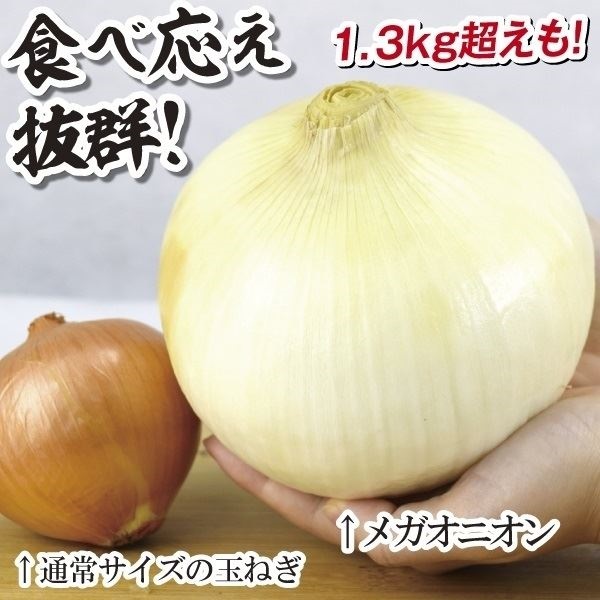 種 野菜たね タマネギ F1メガオニオン 1袋（3ml）