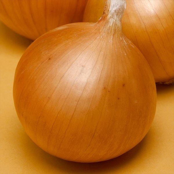 種 野菜たね タマネギ F1ネオアース 1袋（4.5ml）