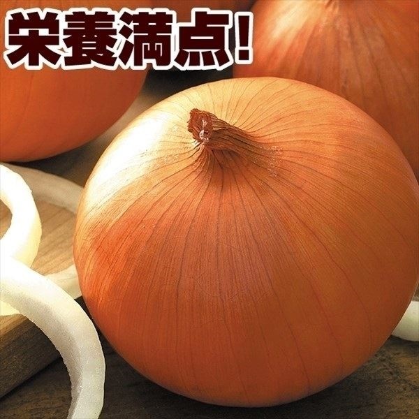 種 野菜たね タマネギ F1ケルたまR 1袋（4.5ml）
