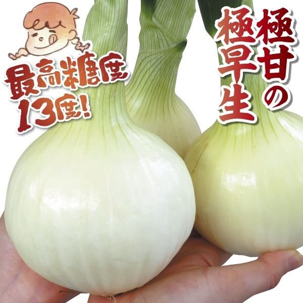 種 野菜たね タマネギ スプリングオニオン 1袋（5ml）