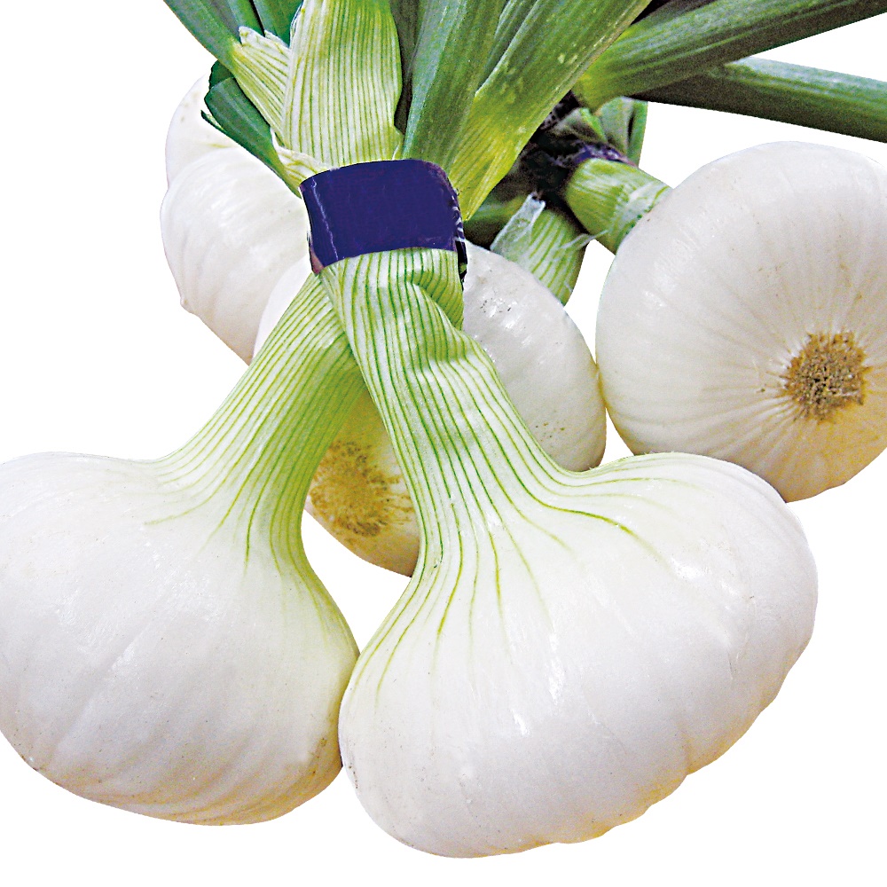 種 野菜たね タマネギ 立春の香り 1袋（2ml）