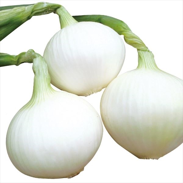 種 野菜たね タマネギ F1多福玉葱 1袋（3ml）