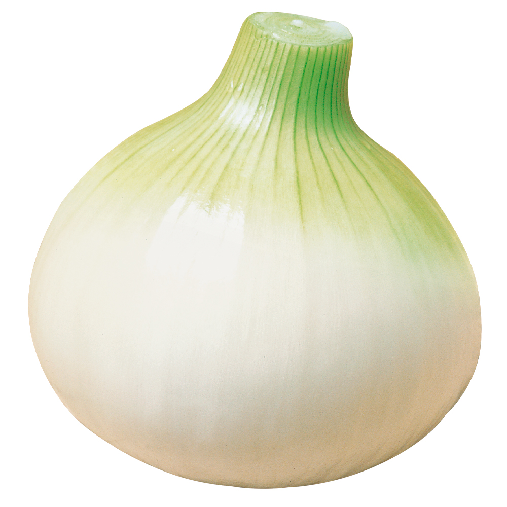 種 野菜たね タマネギ 知多早生３号 1袋（5ml）