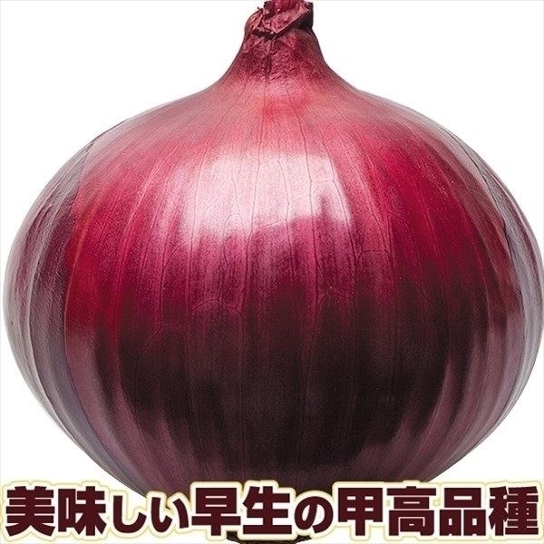 種 野菜たね タマネギ レッドグラマーPVP 1袋（4ml）