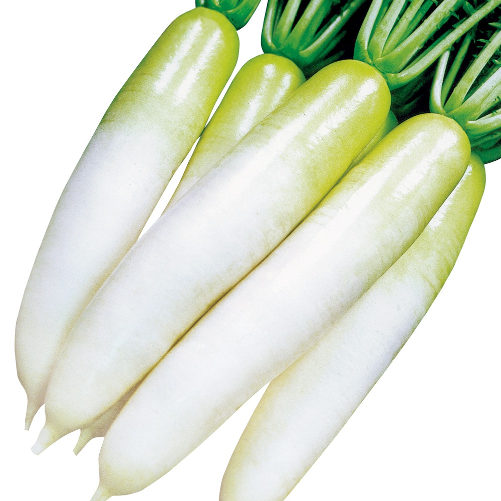 種 野菜たね ダイコン F1どすこい総太り 1袋（5ml）