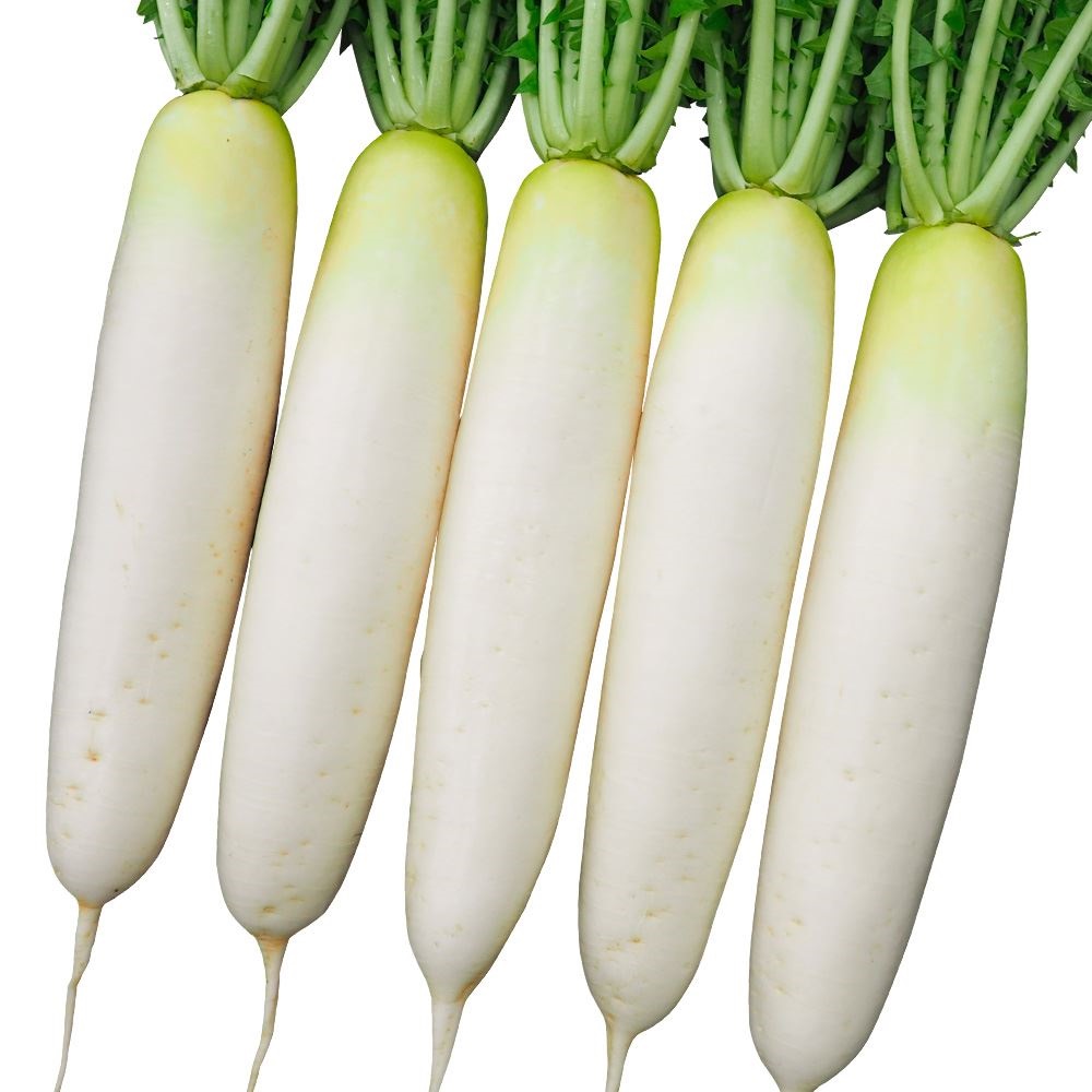 種 野菜たね ダイコン F1恵の砦 1袋（150粒）