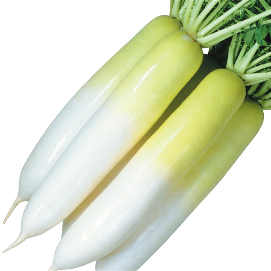 種 野菜たね ダイコン F1冬あま 1袋（5ml）