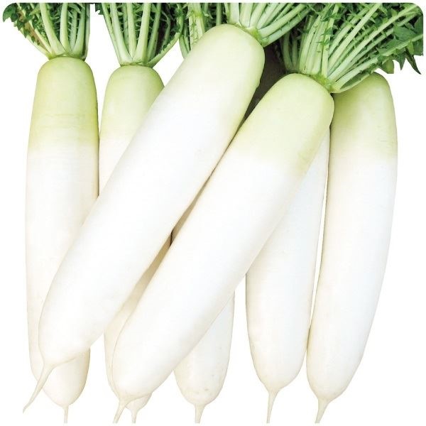 種 野菜たね ダイコン F1越冬奉行EX 1袋（2ml）