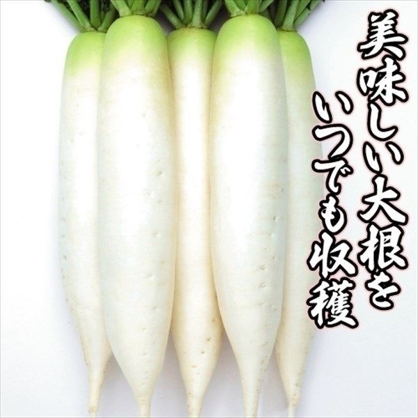 種 野菜たね ダイコン F1四季播き大根 1袋（4ml）