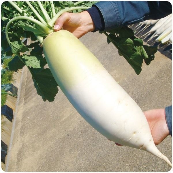 種 野菜たね ダイコン F1大福だいこん 1袋（150粒）