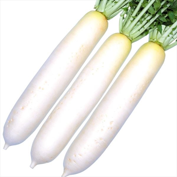 種 野菜たね ダイコン F1蔵の宮 1袋（8ml）