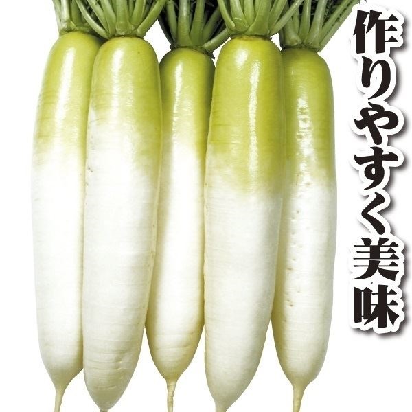 種 野菜たね ダイコン F1耐病総太りR 1袋（8ml）