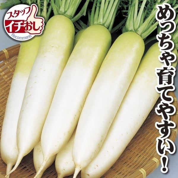 種 野菜たね ダイコン F1冬自慢 1袋（10ml）