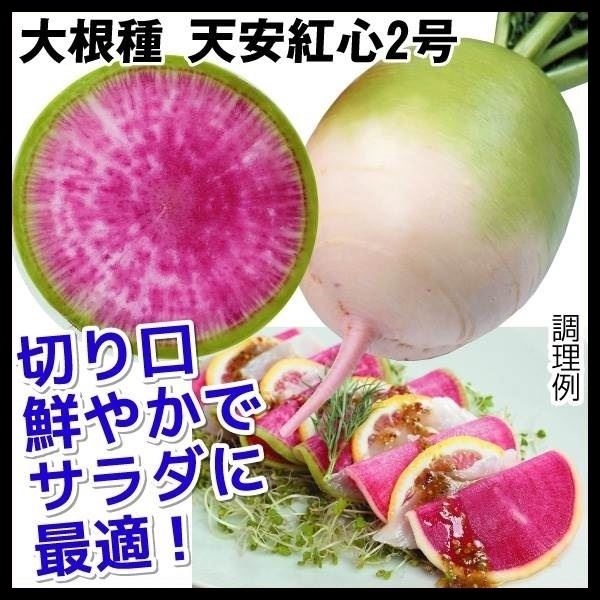 種 野菜たね ダイコン 天安紅心2号 1袋（7ml）