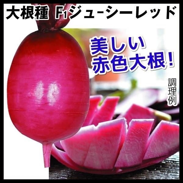 種 野菜たね ダイコン F1ジューシーレッド 1袋（2ml）