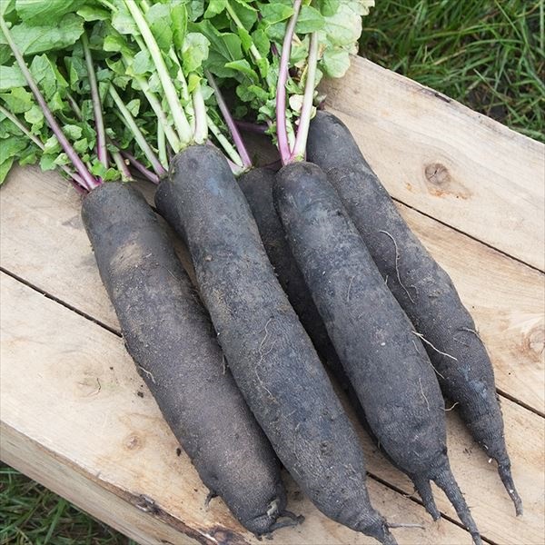 種 野菜たね ダイコン 黒長大根 ノワールロング 1袋（1.5g）