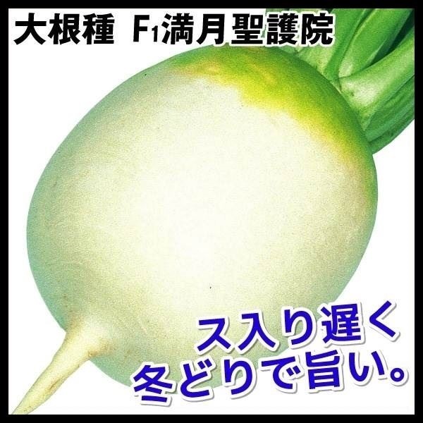 種 野菜たね ダイコン F1満月聖護院 1袋（8ml）
