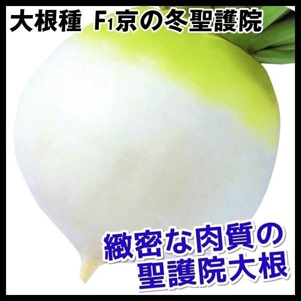 種 野菜たね ダイコン F1京の冬聖護院 1袋（5ml）