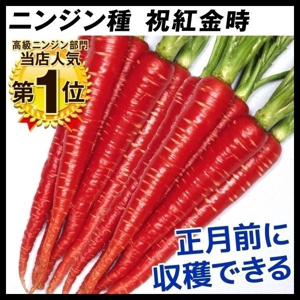 種 野菜たね ニンジン 祝紅金時 1袋（10ml）