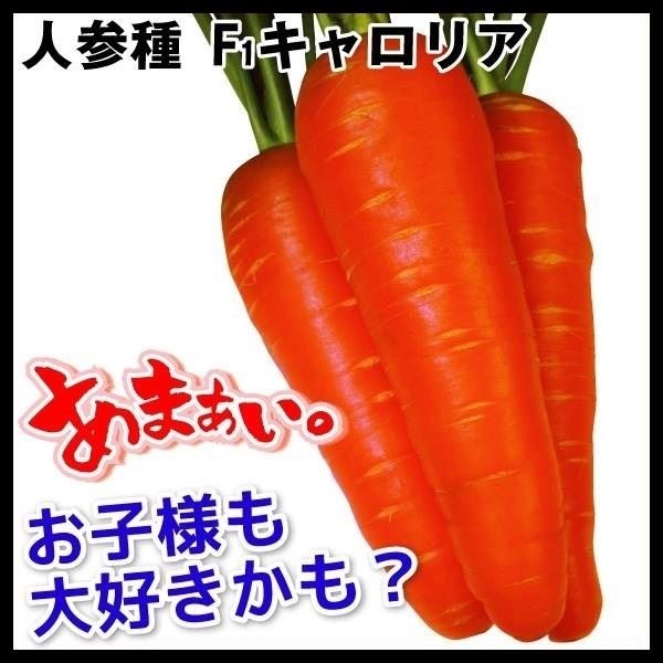 種 野菜たね ニンジン F1キャロリア 1袋（5ml）