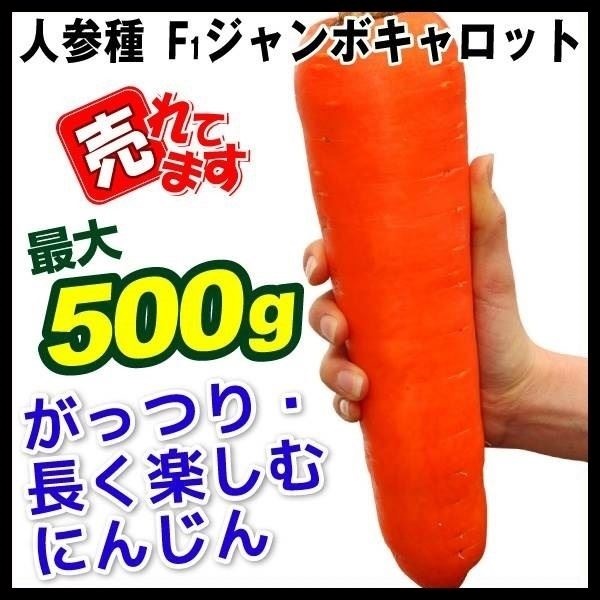 種 野菜たね ニンジン F1ジャンボキャロット 1袋（コート種子 200粒）
