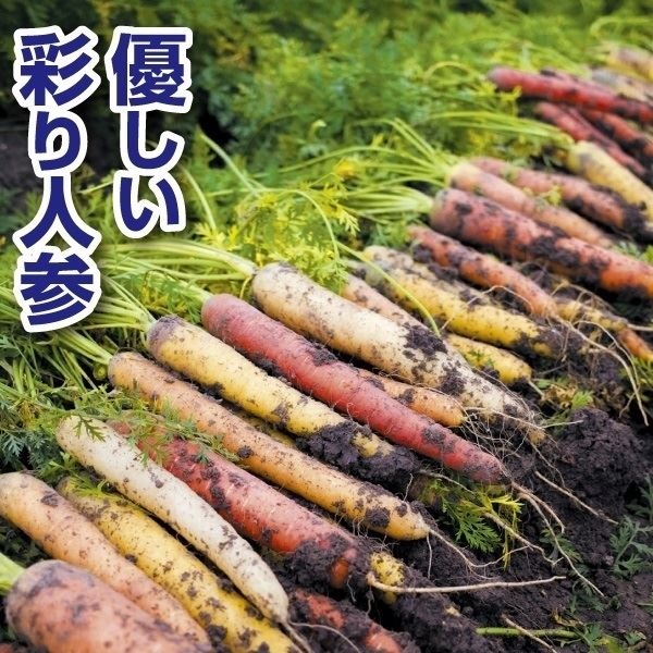 種 野菜たね ニンジン F1音色 1袋（コート種子 150粒）