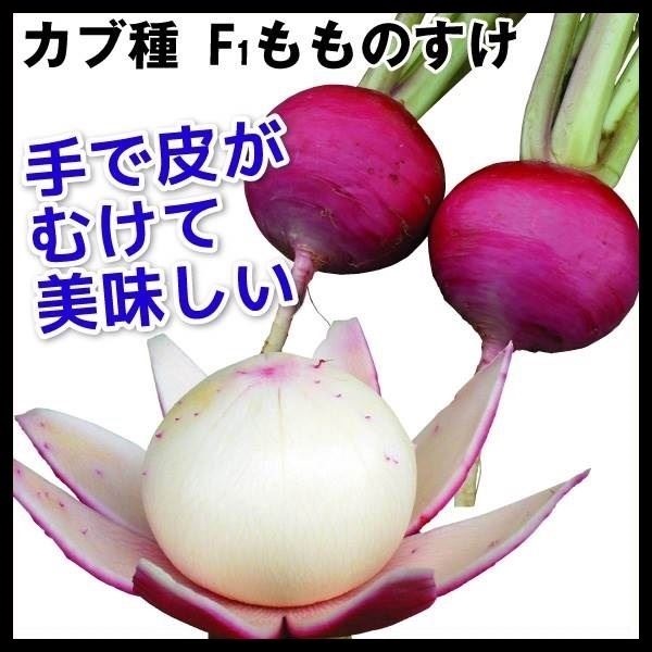 種 野菜たね カブ F1もものすけ 1袋（1ml）