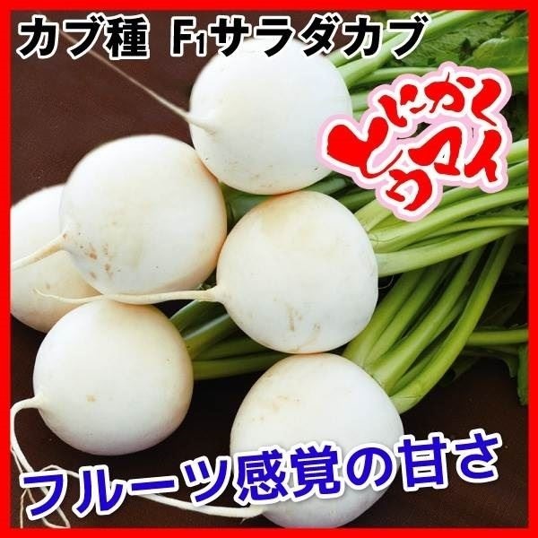 種 野菜たね カブ F1サラダカブ 1袋（10ml）