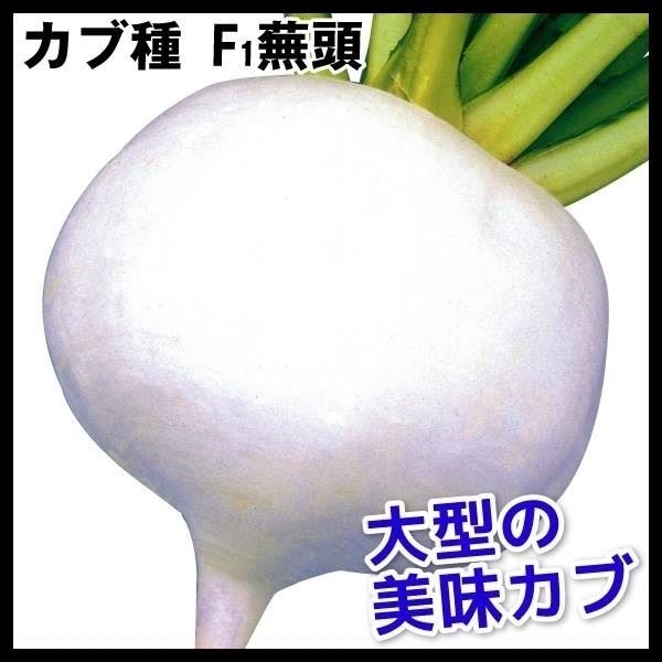 種 野菜たね カブ F1蕪頭 1袋（5ml）