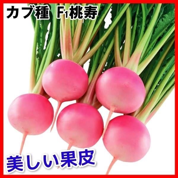 種 野菜たね カブ F1桃寿 1袋（1ml）