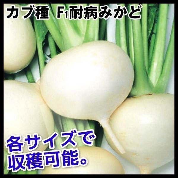 種 野菜たね カブ F1耐病みかど 1袋（4ml）