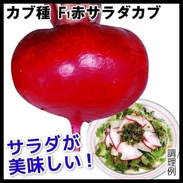 種 野菜たね カブ F1赤サラダカブ 1袋（4ml）