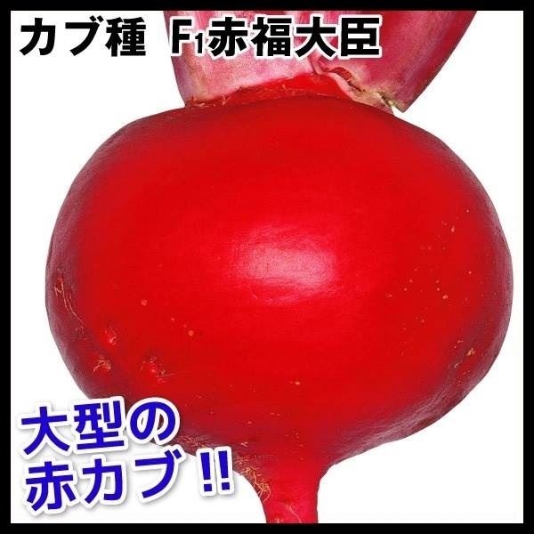 種 野菜たね カブ F1赤福大臣 1袋（3ml）