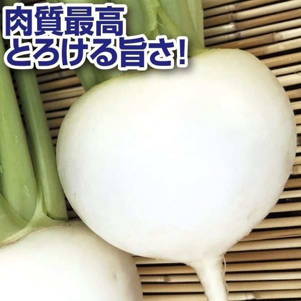種 野菜たね カブ F1CRおおとろ蕪 1袋（3ml）