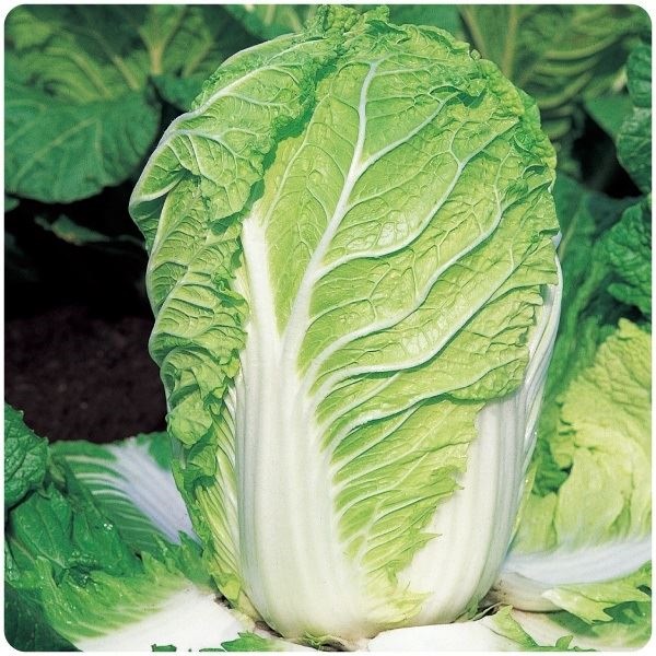 種 野菜たね ハクサイ F1富風 1袋（1.9ml）