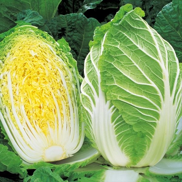 種 野菜たね ハクサイ F1ちよぶき70 1袋（コート種子 100粒）