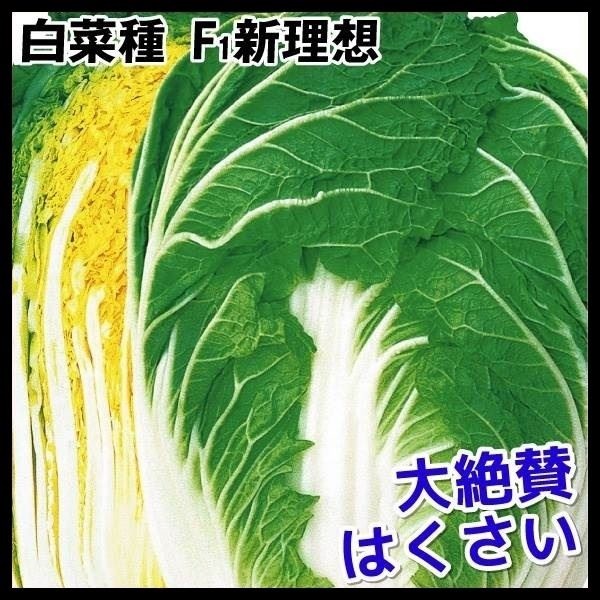 種 野菜たね ハクサイ F1新理想 1袋（2ml）