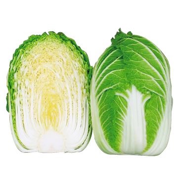 種 野菜たね ハクサイ F1飛躍 1袋（1ml）