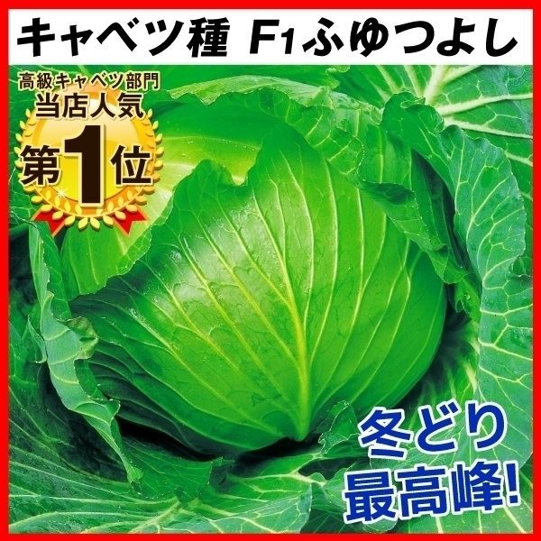 種 野菜たね キャベツ F1ふゆつよし 1袋（2ml）