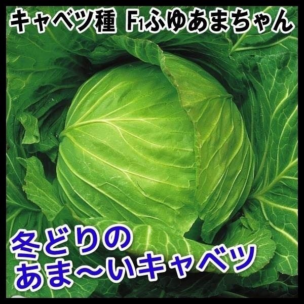 種 野菜たね キャベツ F1ふゆあまちゃん 1袋（2ml）