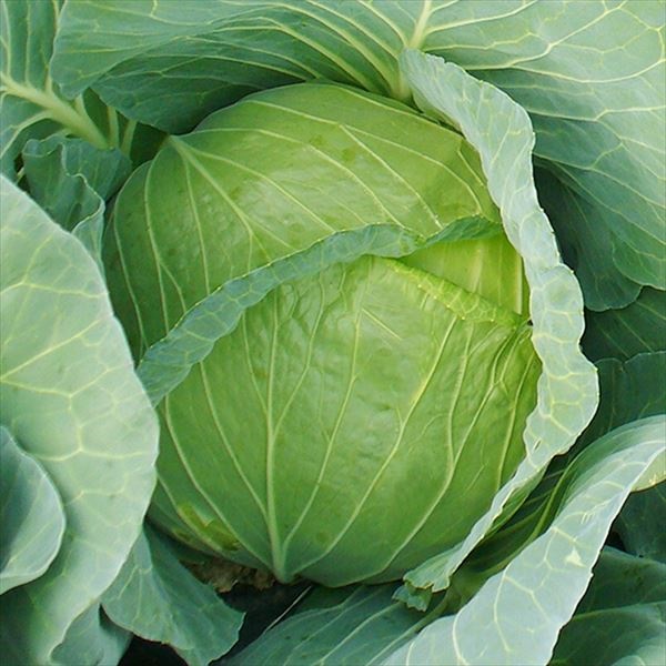 種 野菜たね キャベツ F1サトウくん 1袋（コート種子 40粒）