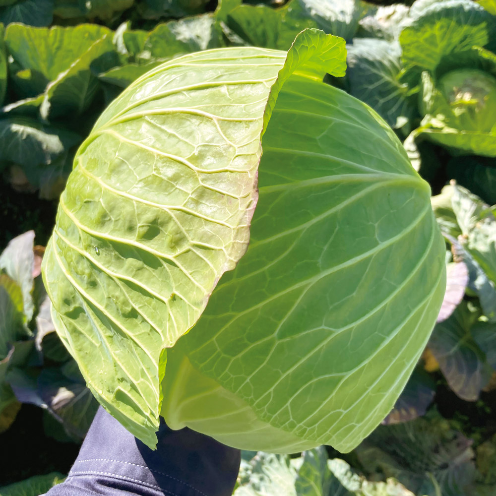 種 野菜たね キャベツ F1冬のサトウくん 1袋（コート種子 100粒）