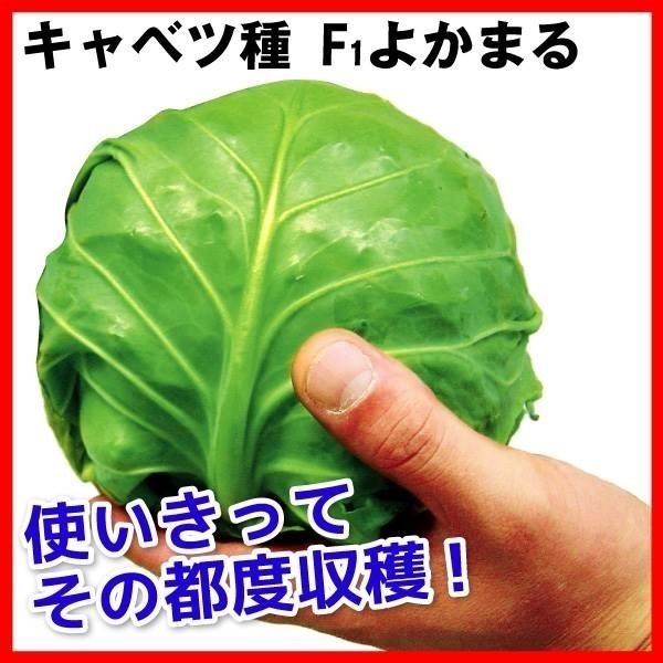 種 野菜たね キャベツ F1よかまる 1袋（3ml）